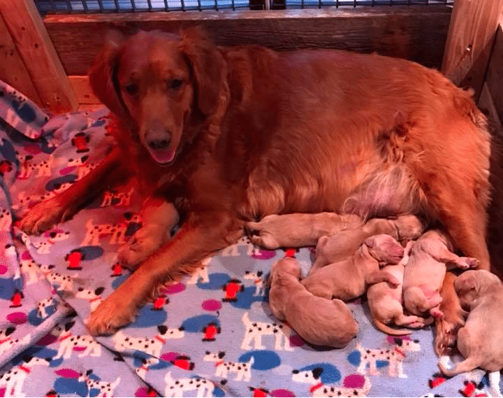 Golden Haven Golden Retrievers New York