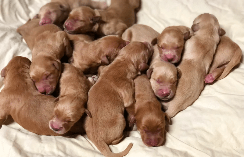 Golden Hearts Retrievers