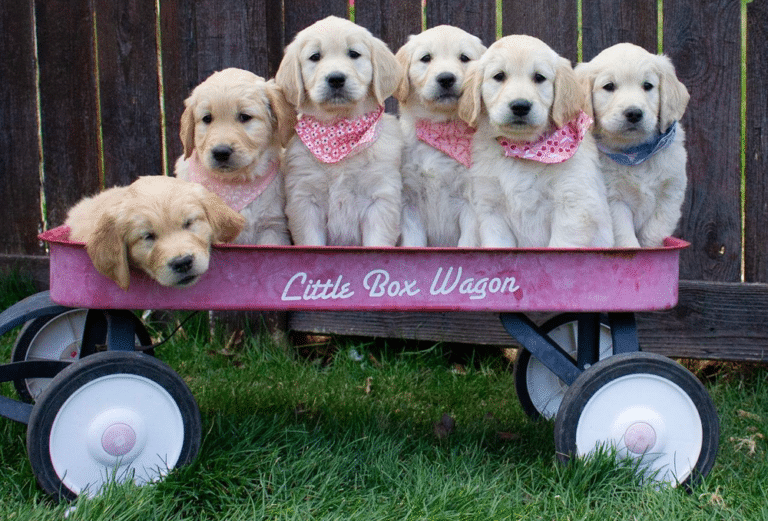 Golden Heaven Puppies in Utah