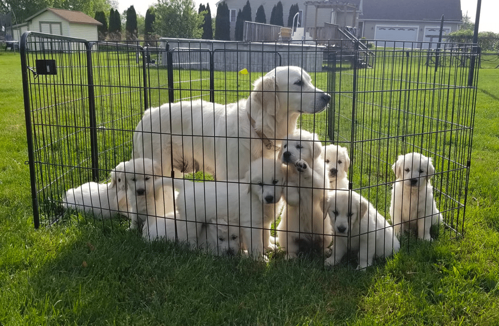 Golden Puppy Dreams