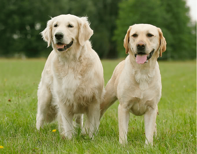 Golden Retriever And Labrador Retriever