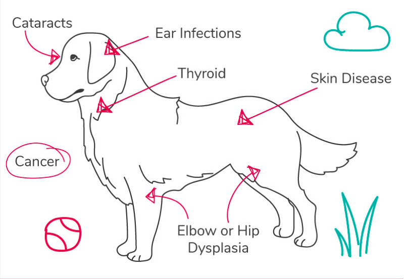  Golden Retriever Common Health Issues Symptoms And Treatments