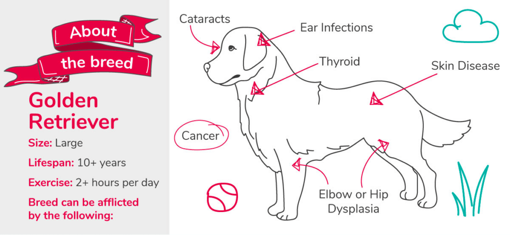 Golden Retriever Common Health Issues: Symptoms And Treatments