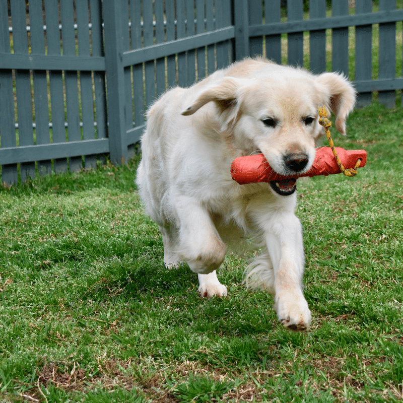 Golden Retriever Exercise Catch