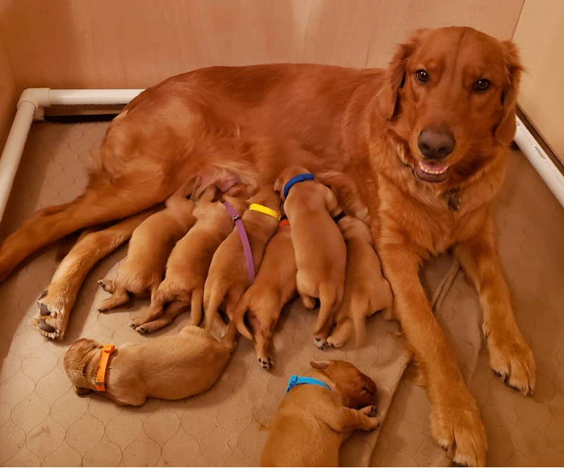 Golden Retriever Puppies in Kentucky