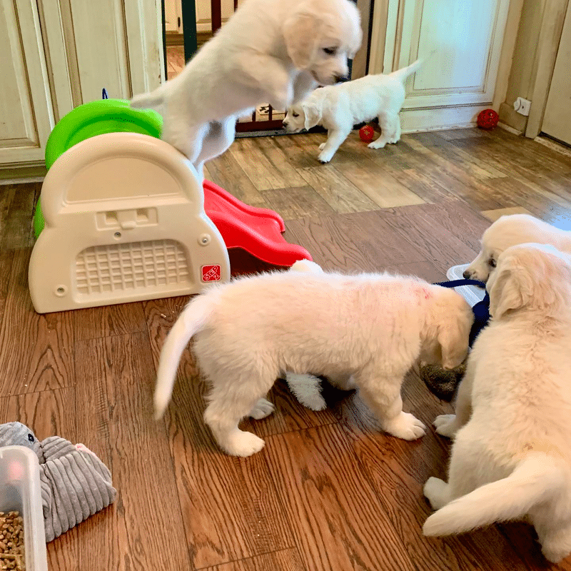 Golden Retriever Puppy Exercise Need