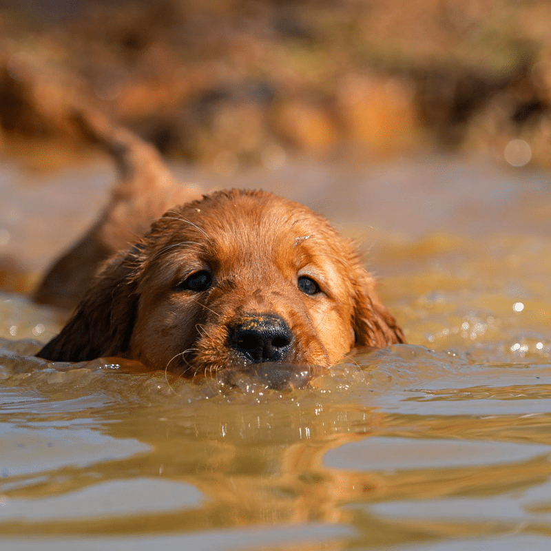 Golden Retriever Puppy Swim
