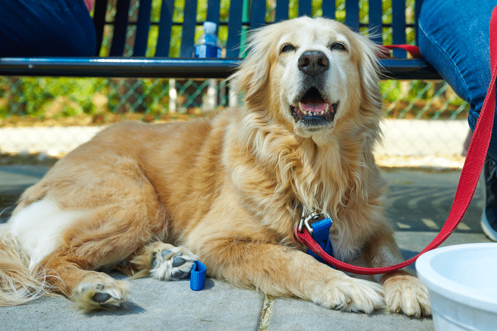 Golden Retriever Rescue Georgia