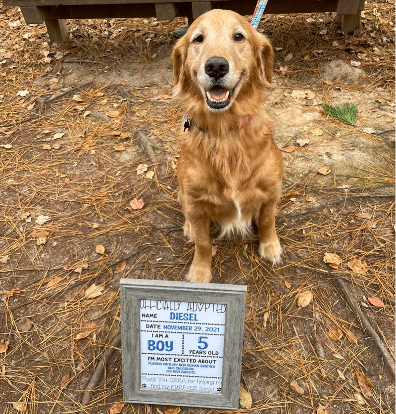 How much is it to adopt a Golden Retriever?