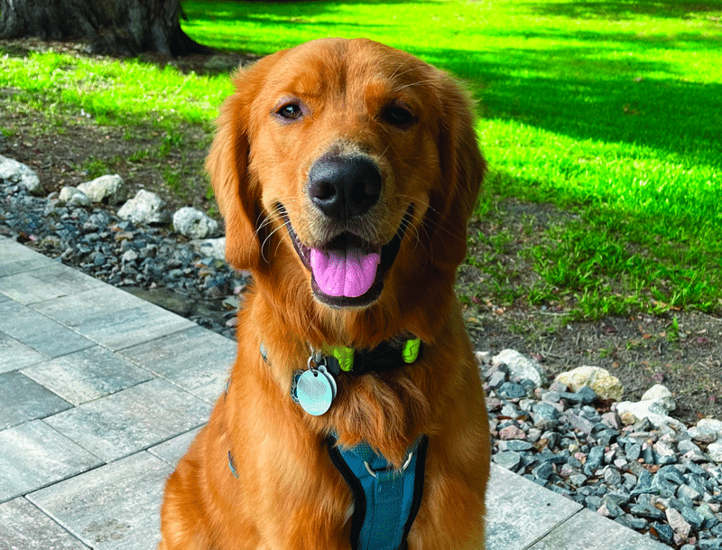 Golden Retriever Rescue of Mid Florida