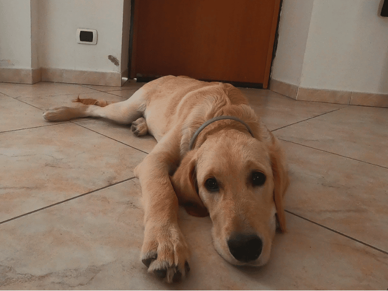 Golden Retriever Separation Anxiety