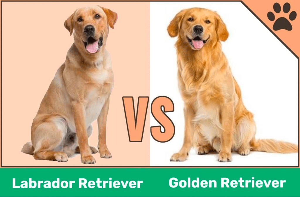 Golden Retriever Vs. Labrador Retriever: Complete Comparison - GolDen Retriever Vs. LabraDor Retriever 1024x674