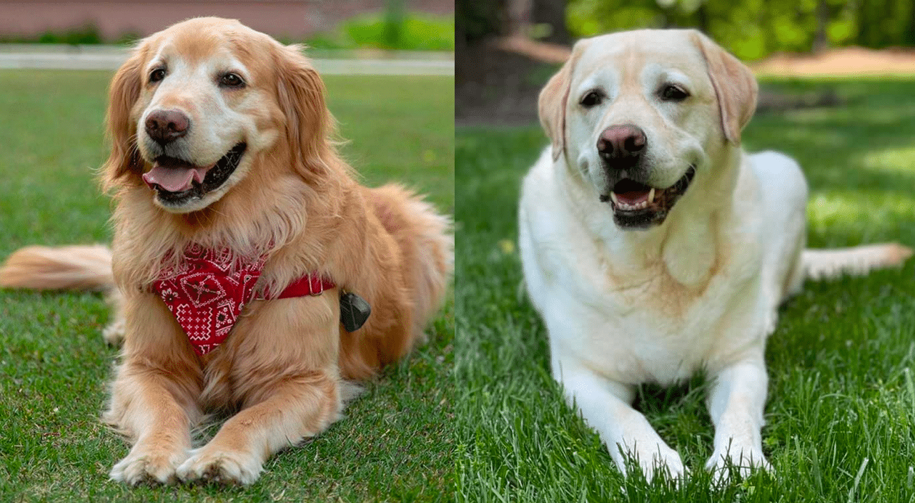 Golden Retriever and Labrador Retriever Difference