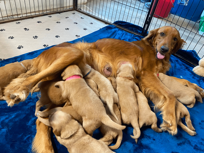 Golden Retriever puppies in North Carolina