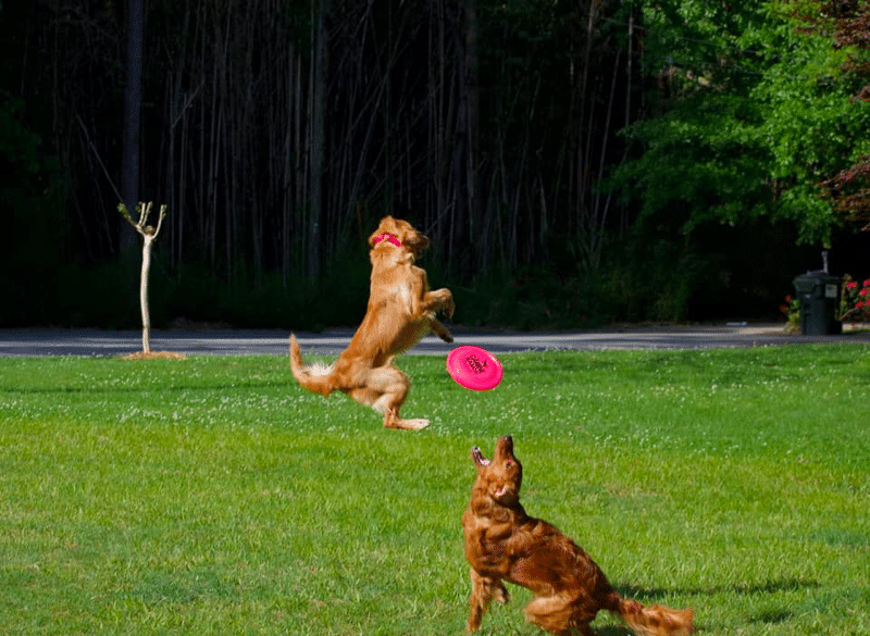 Golden Retrievers Fetch Exercise