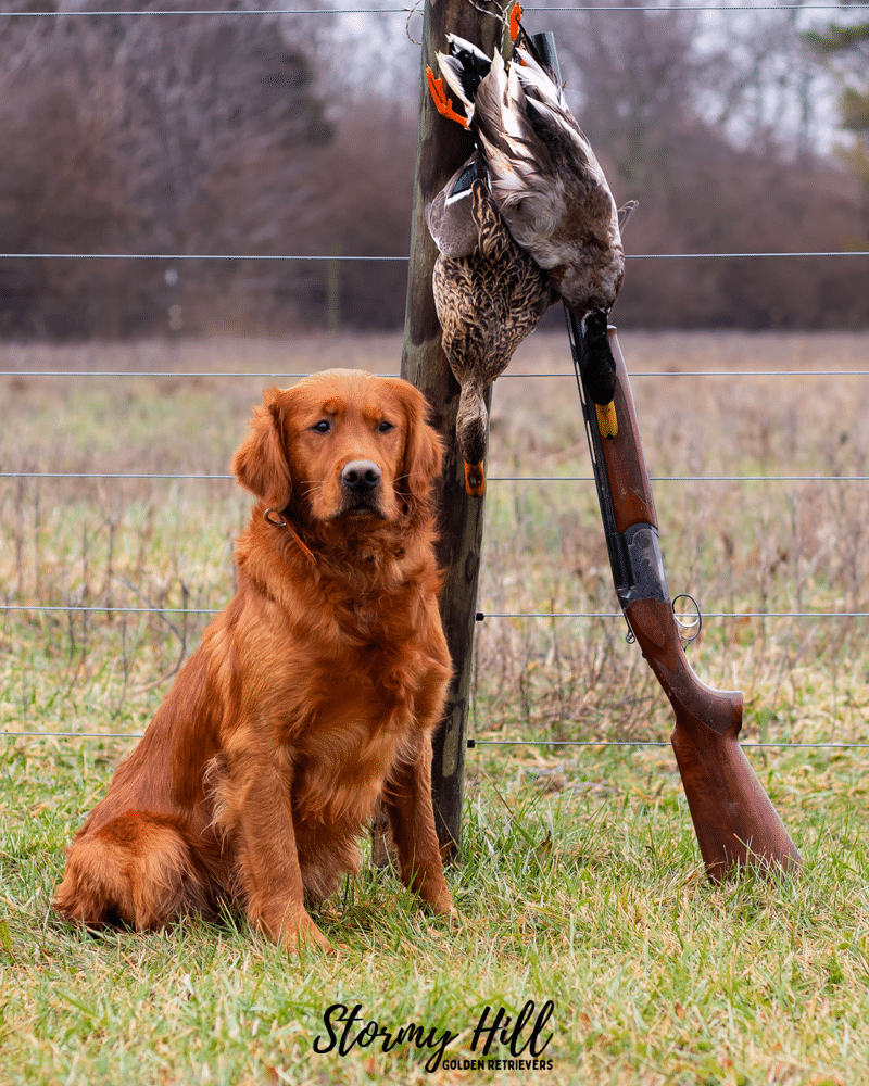 Stormy Hill Golden Retrievers