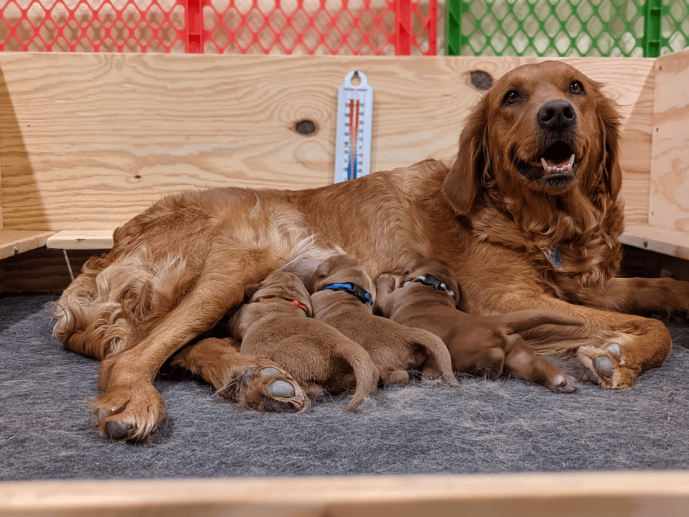 Red Golden Retriever Breeder in Colorado