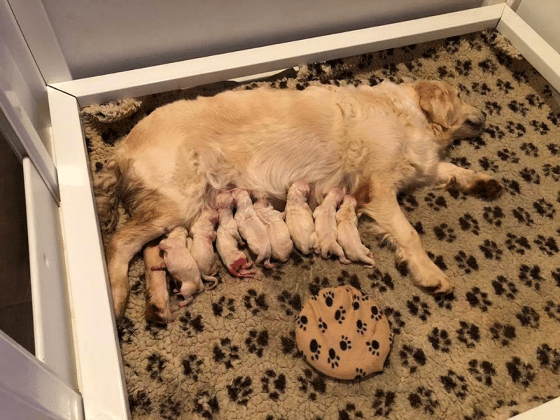 Goldensglen Golden Retrievers