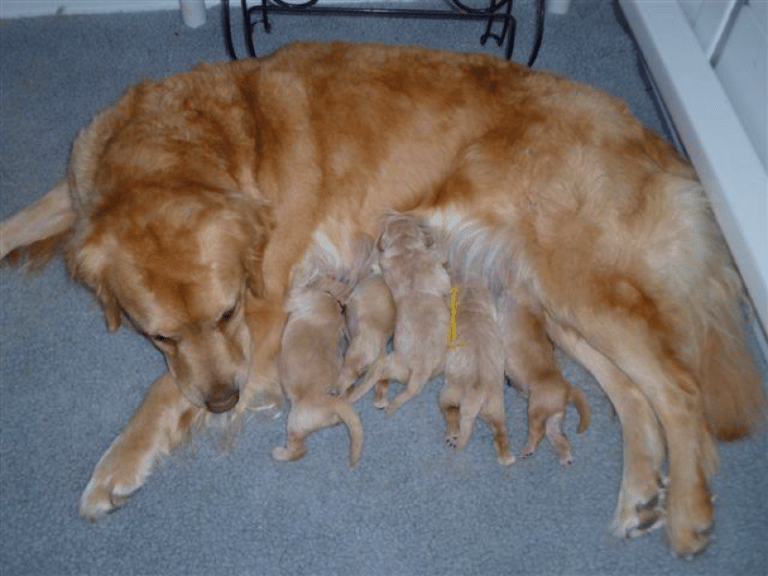 Top 37 Best Golden Retriever Breeders In Texas (TX)