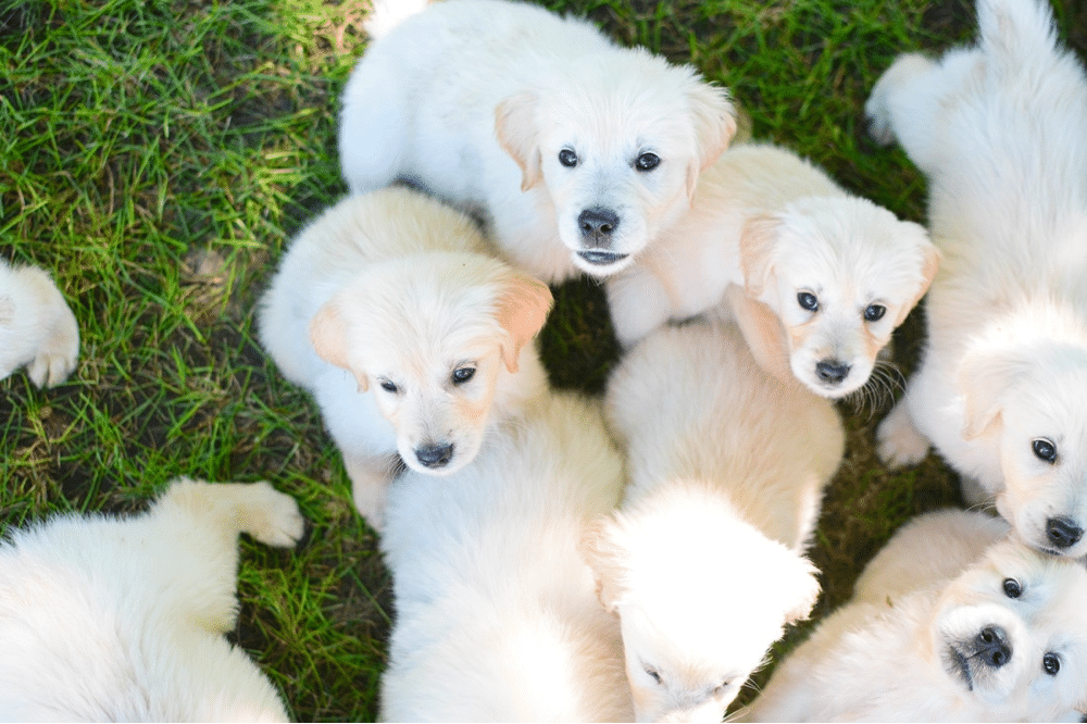 English Cream Golden Retriever Puppies in Kentucky