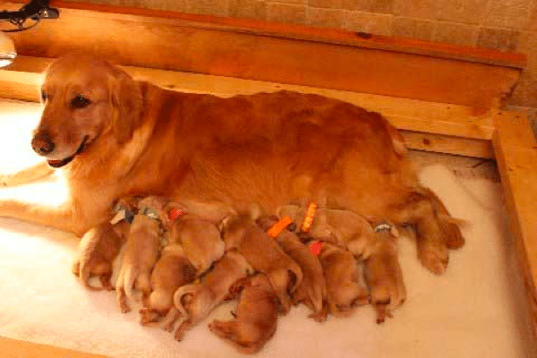 Goodlife Goldens in NC