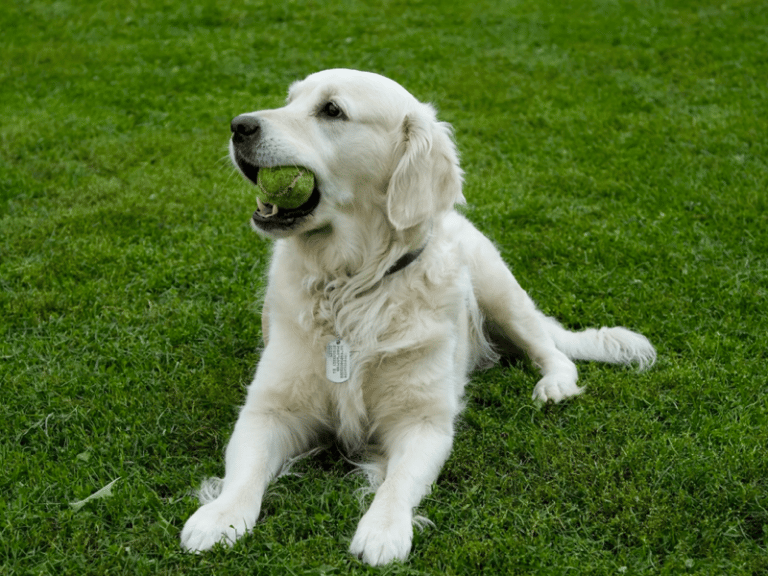 Top 15 Best Golden Retriever Breeders in Kentucky (KY)