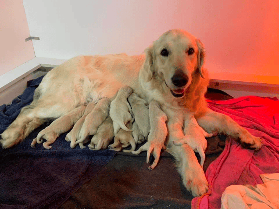 Halcyon Golden Retrievers MA