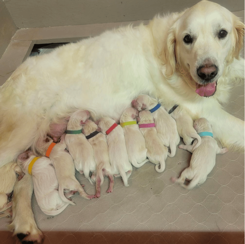 English Cream Golden Retriever Breeder in Kentucky