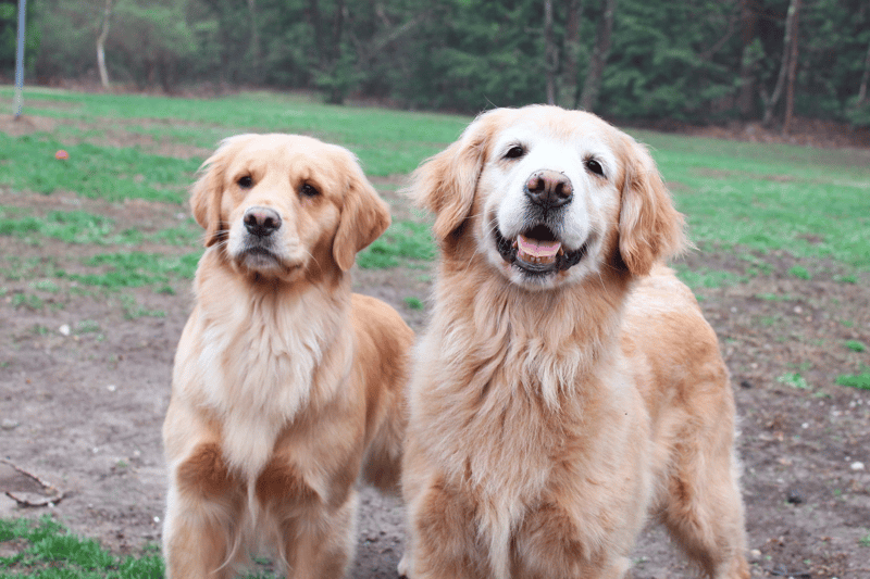 Heartstone Goldens Retrievers