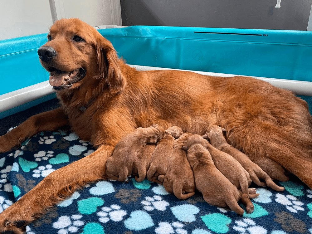 Hilltop Golden Retriever