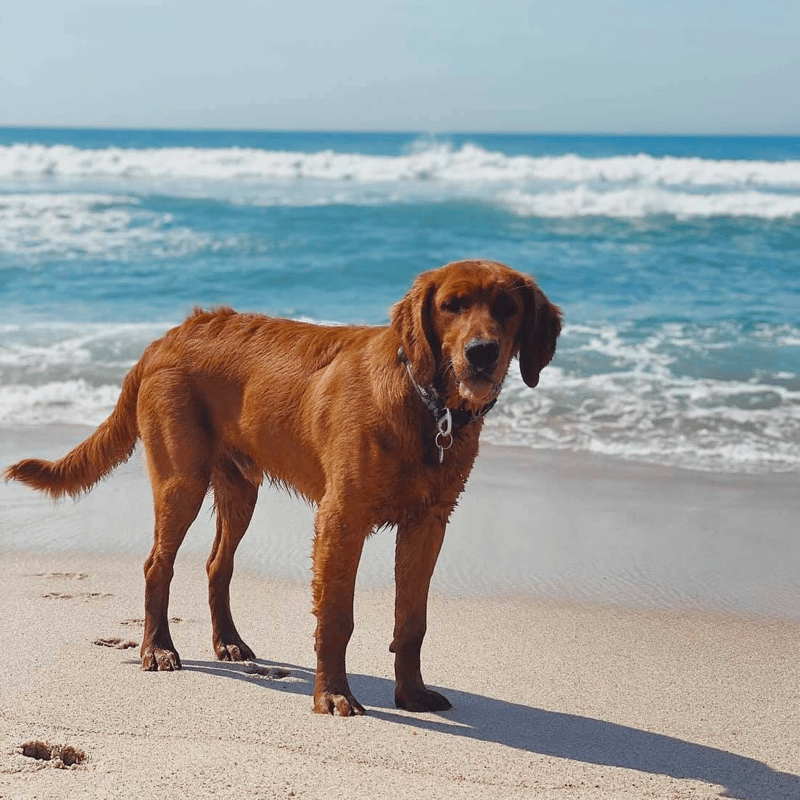 how much do red golden retrievers cost