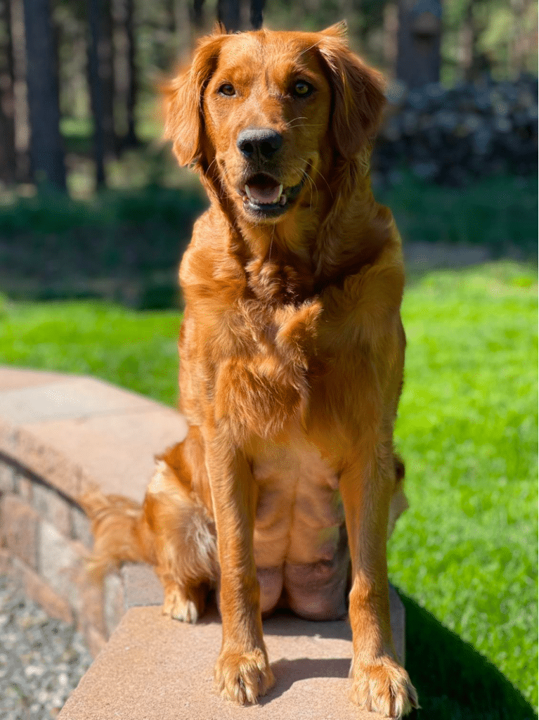How Long Does a Female Golden Retriever Stay in Heat