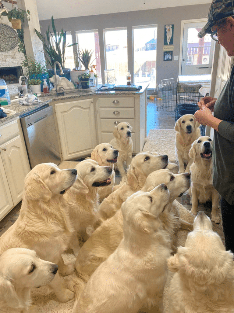 How to find Responsible Golden Retriever Breeders