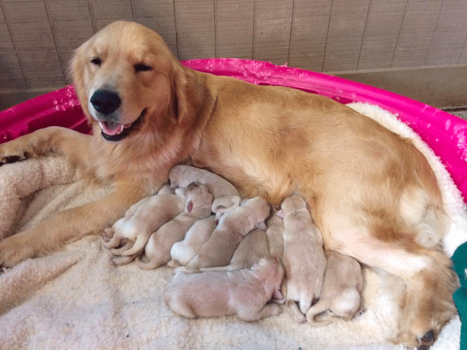 Hyatts Goldens