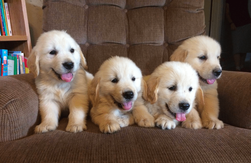 Johnsen Family Goldens Kentucky