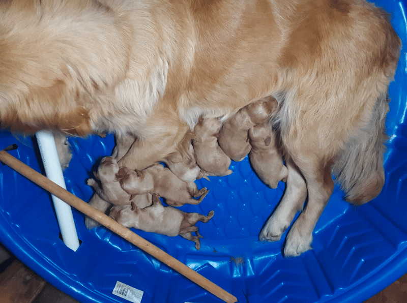 Kathy’s Golden Retrievers