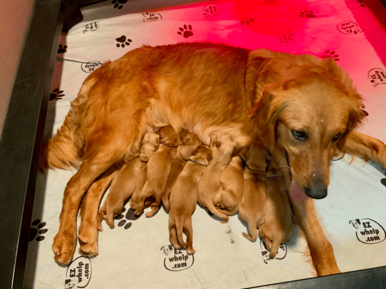 Top 37 Best Golden Retriever Breeders In Texas (TX)