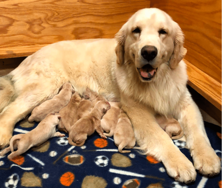 Top 15 Best Golden Retriever Breeders in Kentucky (KY)