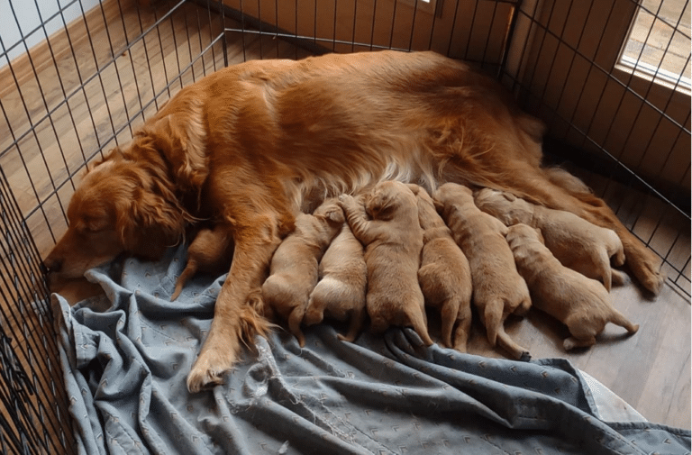 Top 26 Best Golden Retriever Breeders in New York (NY)