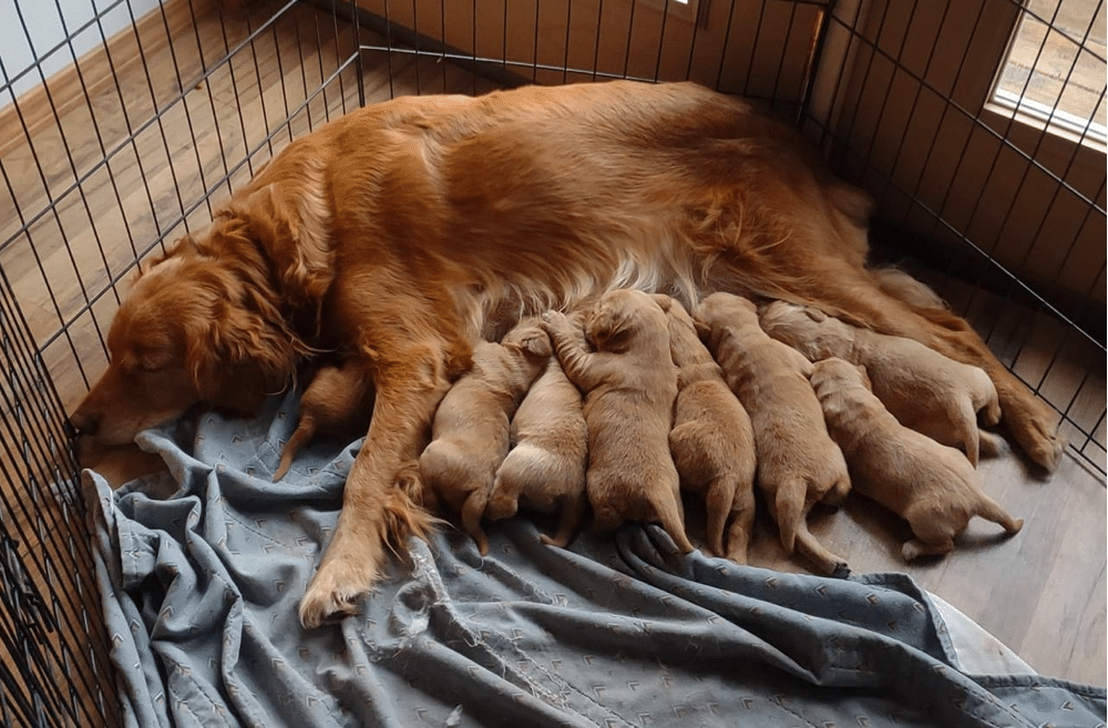 Keuka Country Goldens New York