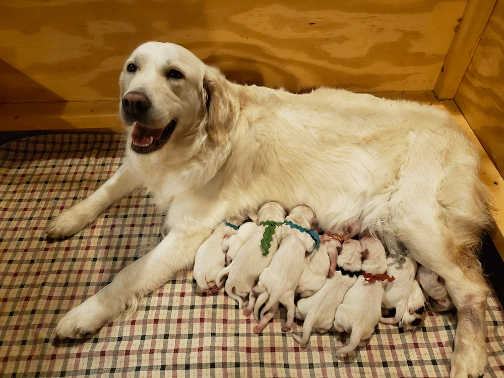 Lakeshore English Golden Retrievers