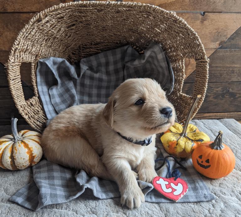 Top 13 Best Golden Retriever Breeders in Oregon (OR)