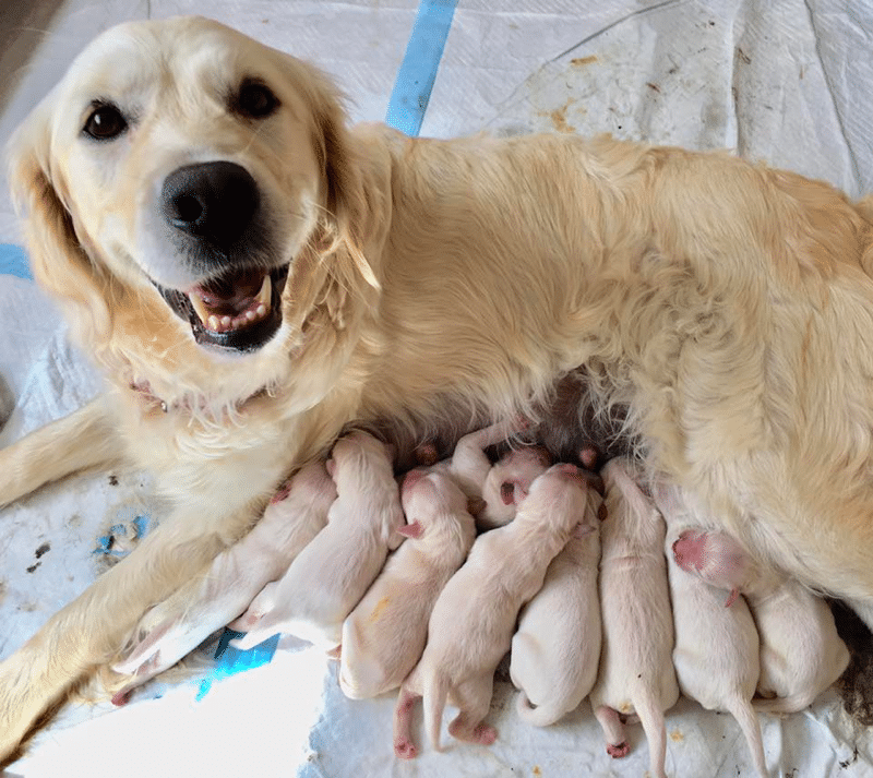 Lifetime Goldens in Payson Utah