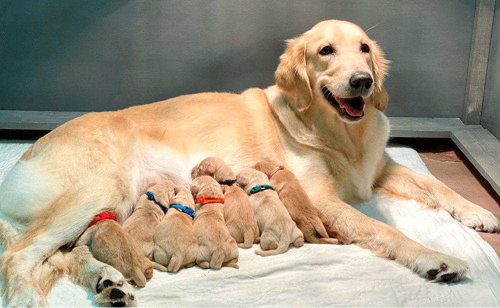 Best Golden Retriever Breeders in South Carolina