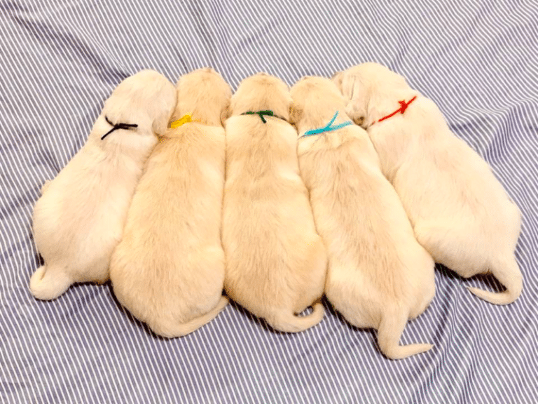 Top 6 Best Golden Retriever Breeders In West Virginia (WV)