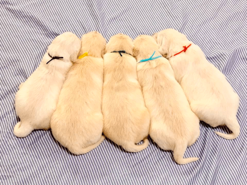 Golden Retriever Puppies in West Virginia