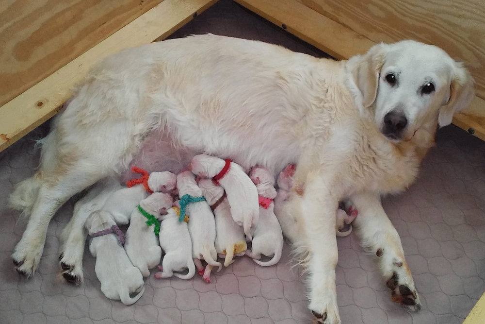 Noble Golden Retrievers