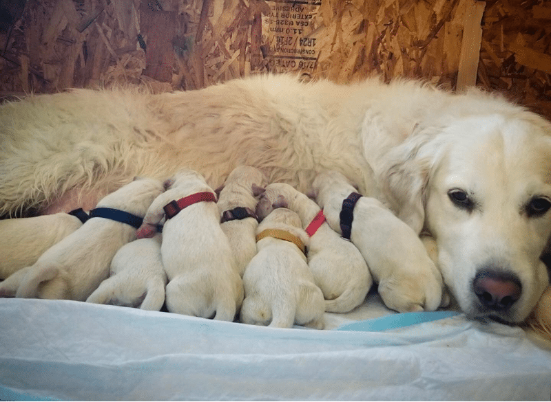 Oregon Mist Goldens English Cream Retrievers