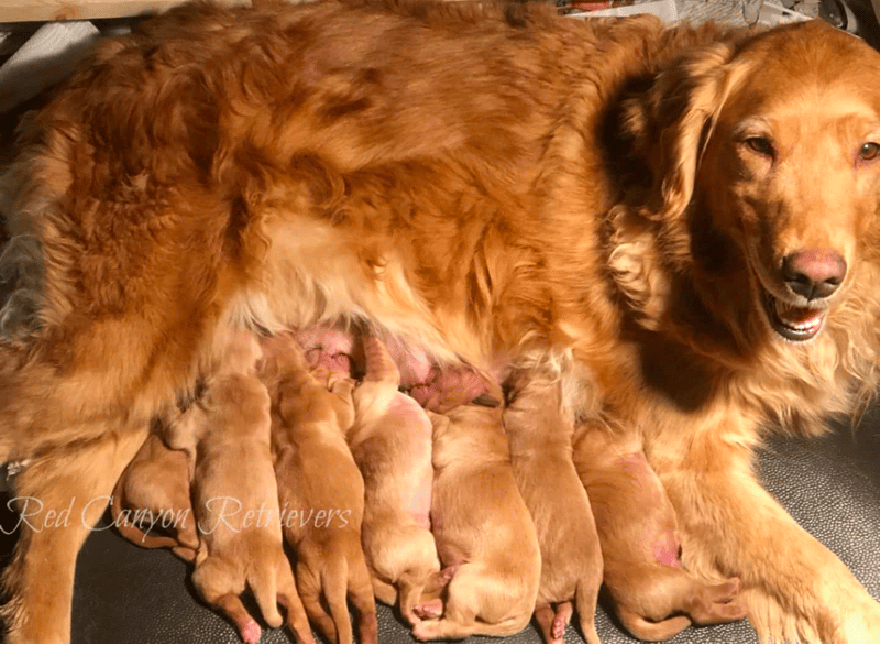 Red Golden Retriever Puppies in Utah