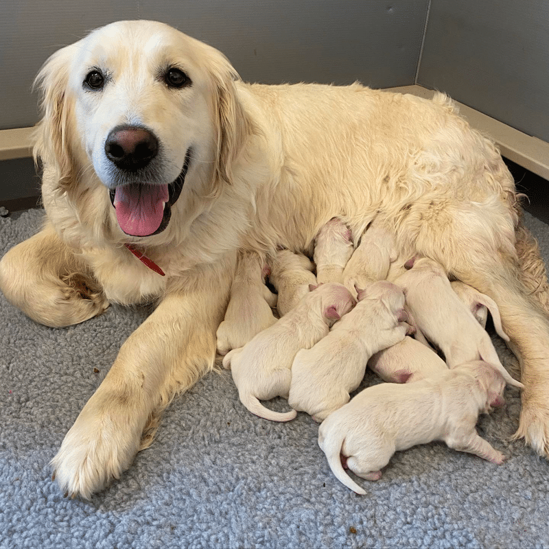 English Golden Retriever Puppies in Utah